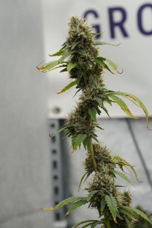 God father OG By Zamnesia Pheno A. Week 13 - God father OG Pheno A