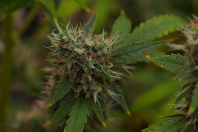 God father OG By Zamnesia Pheno A. Week 13 - God father OG Pheno A