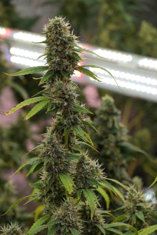 God father OG By Zamnesia Pheno A. Week 13 - God father OG Pheno A