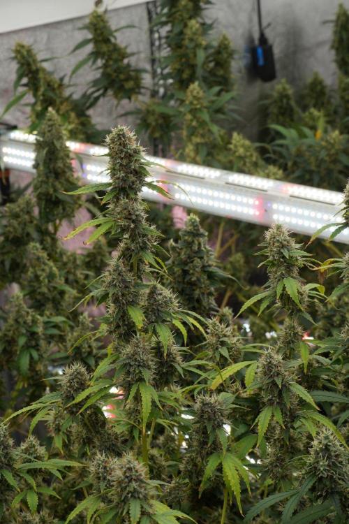 God father OG By Zamnesia Pheno A. Week 13 - God father OG Pheno A
