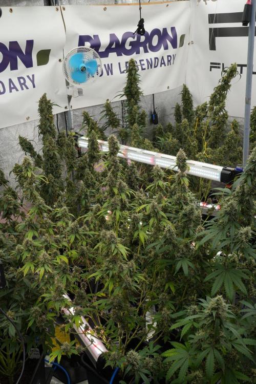 God father OG By Zamnesia Pheno A. Week 13 - God father OG Pheno A