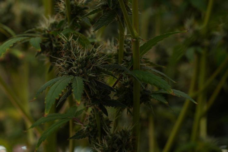 God father OG By Zamnesia Pheno A. Week 13 - God father OG Pheno A