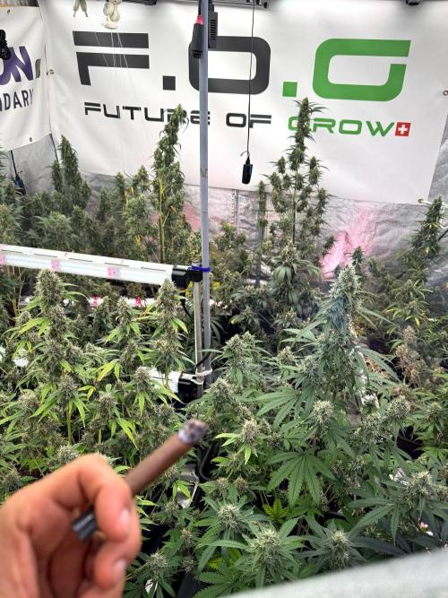 God father OG By Zamnesia Pheno A. Week 13 - room and vibes 