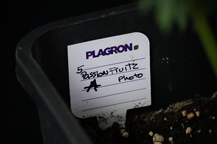 Passion Fruitz By Zamnesia. Week 13 - Passion Fruitz