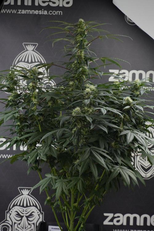 Passion Fruitz By Zamnesia. Week 13 - Passion Fruitz