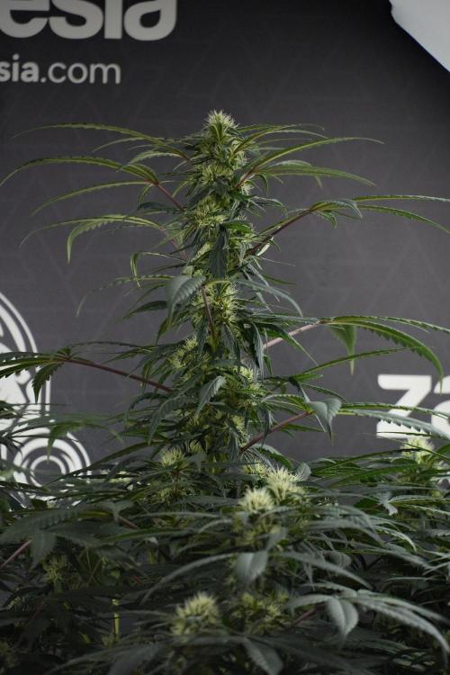 Passion Fruitz By Zamnesia. Week 13 - Passion Fruitz