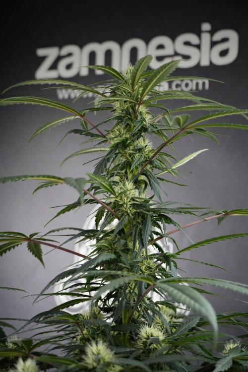 Passion Fruitz By Zamnesia. Week 13 - Passion Fruitz