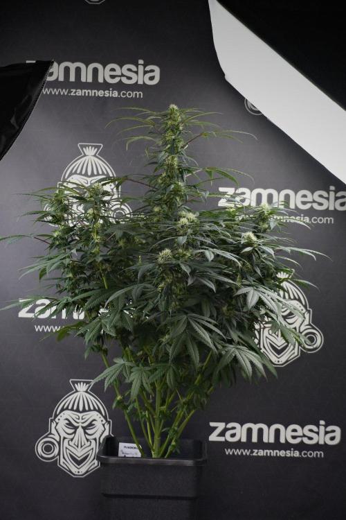 Passion Fruitz By Zamnesia. Week 13 - Passion Fruitz