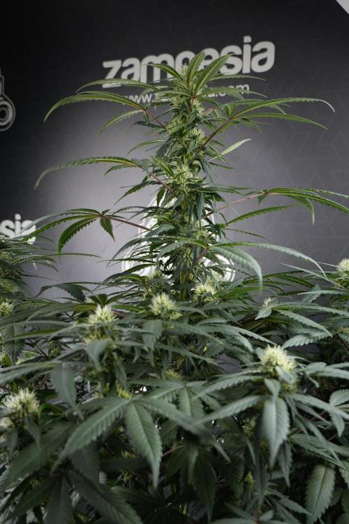 Passion Fruitz By Zamnesia. Week 13 - Passion Fruitz