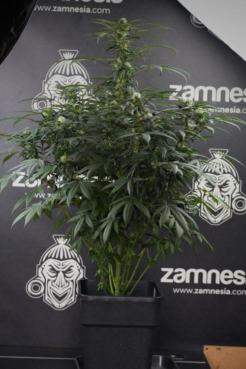 Passion Fruitz By Zamnesia. Week 13 - Passion Fruitz