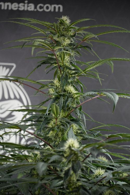 Passion Fruitz By Zamnesia. Week 13 - Passion Fruitz
