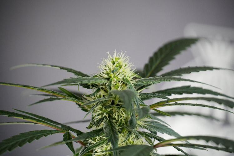 Passion Fruitz By Zamnesia. Week 13 - Passion Fruitz