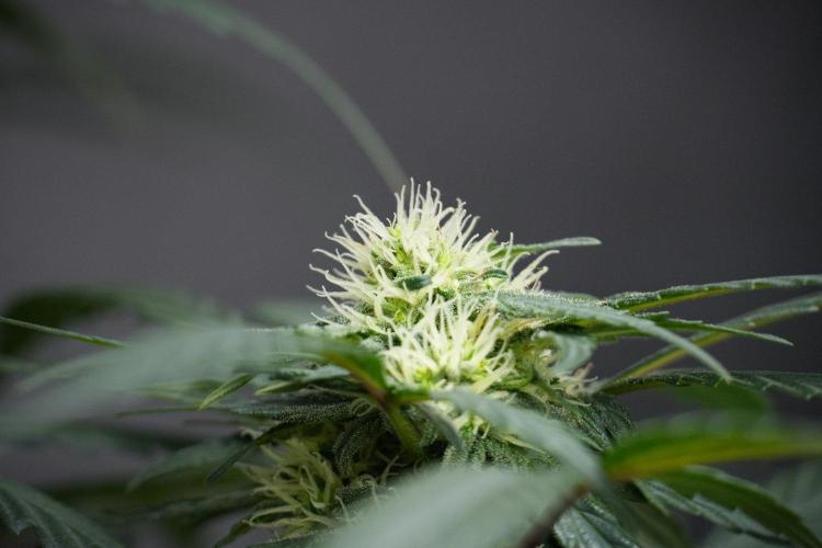 Passion Fruitz By Zamnesia. Week 13 - Passion Fruitz