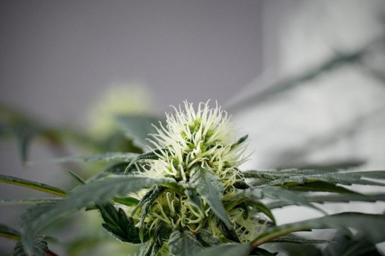 Passion Fruitz By Zamnesia. Week 13 - Passion Fruitz