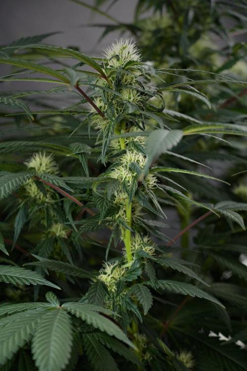 Passion Fruitz By Zamnesia. Week 13 - Passion Fruitz