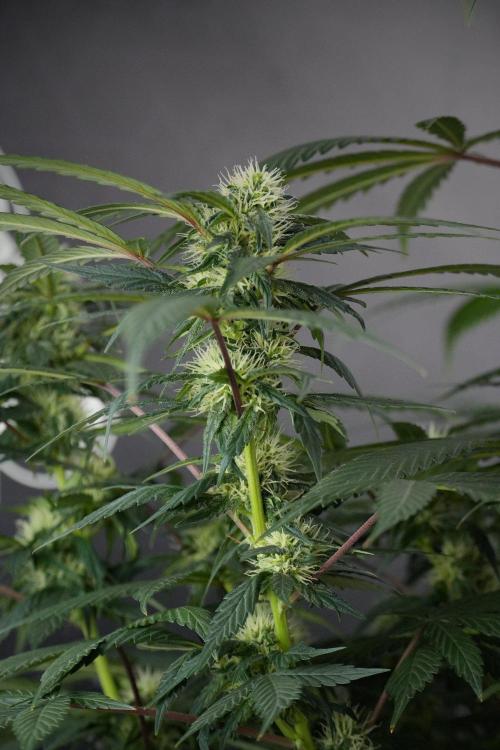 Passion Fruitz By Zamnesia. Week 13 - Passion Fruitz