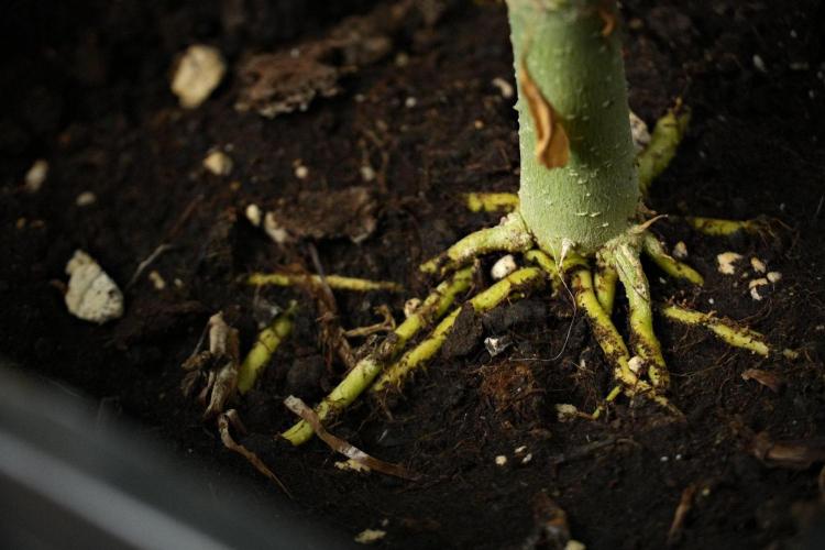 Passion Fruitz By Zamnesia. Week 13 - Passion Fruitz roots 