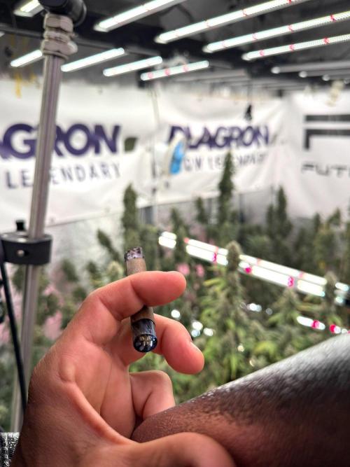 Passion Fruitz By Zamnesia. Week 13 - room and vibes