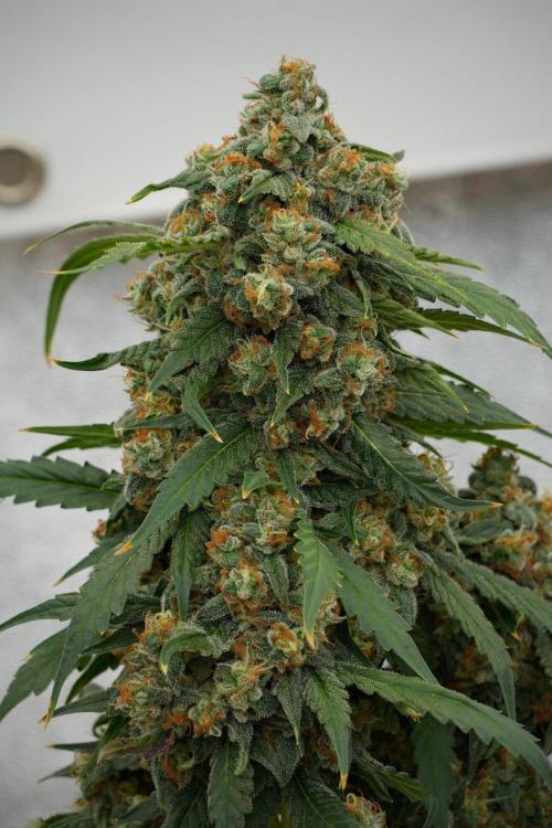 Purple Haze By Zamnesia Pheno A. Week 13 - Purple Haze Pheno A