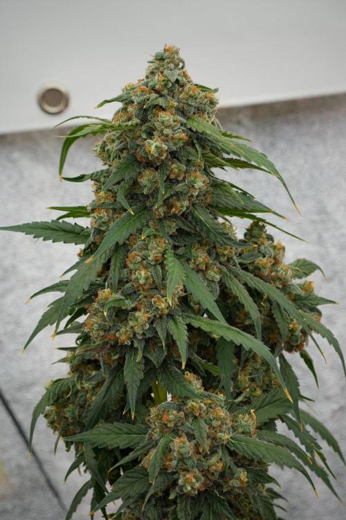 Purple Haze By Zamnesia Pheno A. Week 13 - Purple Haze Pheno A