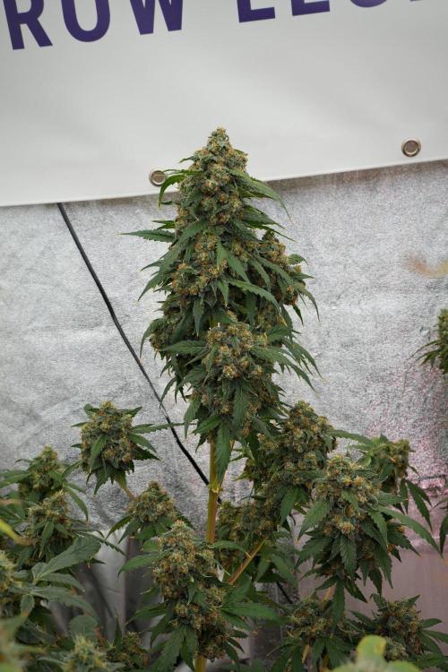 Purple Haze By Zamnesia Pheno A. Week 13 - Purple Haze Pheno A