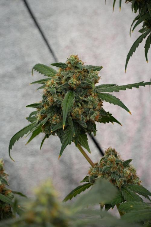 Purple Haze By Zamnesia Pheno A. Week 13 - Purple Haze Pheno A