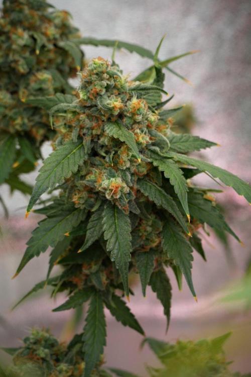 Purple Haze By Zamnesia Pheno A. Week 13 - Purple Haze Pheno A