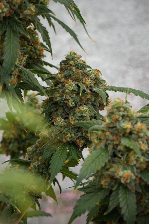 Purple Haze By Zamnesia Pheno A. Week 13 - Purple Haze Pheno A