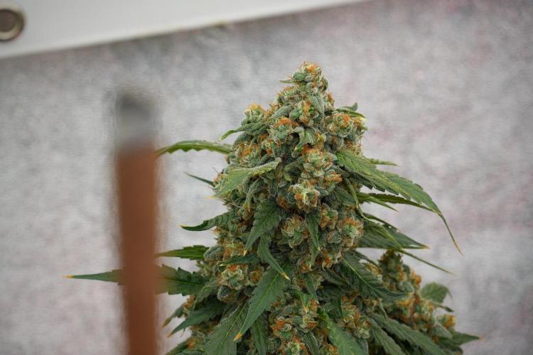 Purple Haze By Zamnesia Pheno A. Week 13 - sharing is caring 