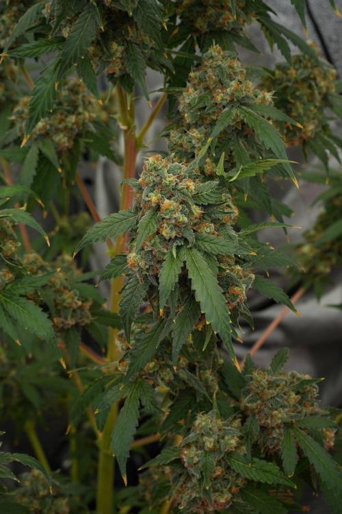 Purple Haze By Zamnesia Pheno A. Week 13 - Purple Haze Pheno A