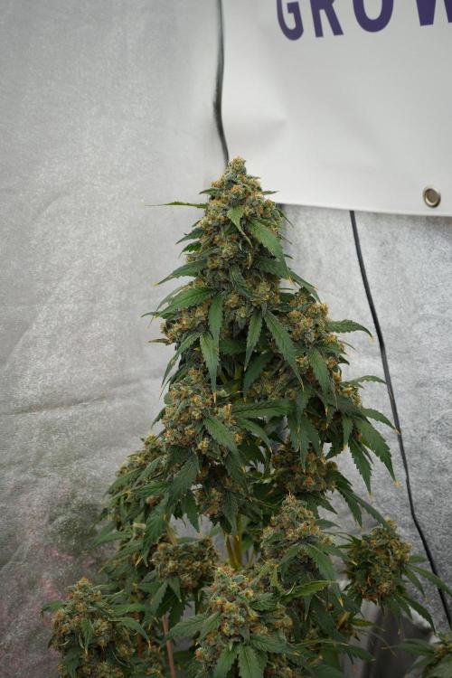 Purple Haze By Zamnesia Pheno A. Week 13 - Purple Haze Pheno A