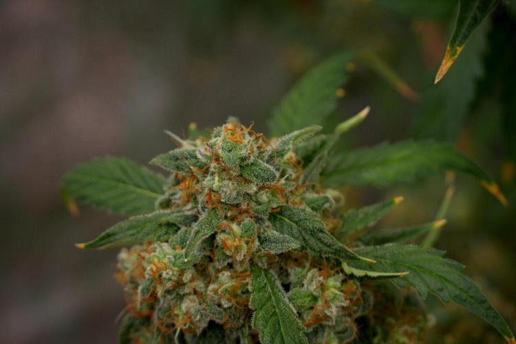 Purple Haze By Zamnesia Pheno A. Week 13 - Purple Haze Pheno A