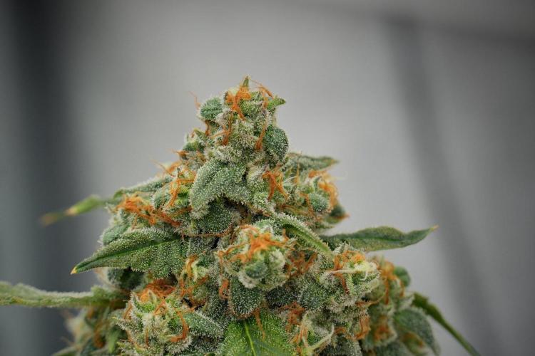 Purple Haze By Zamnesia Pheno A. Week 13 - Purple Haze Pheno A