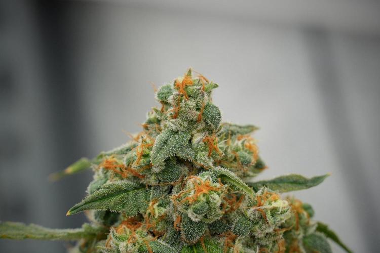 Purple Haze By Zamnesia Pheno A. Week 13 - Purple Haze Pheno A