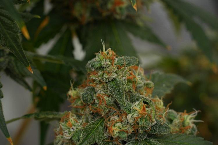 Purple Haze By Zamnesia Pheno A. Week 13 - Purple Haze Pheno A