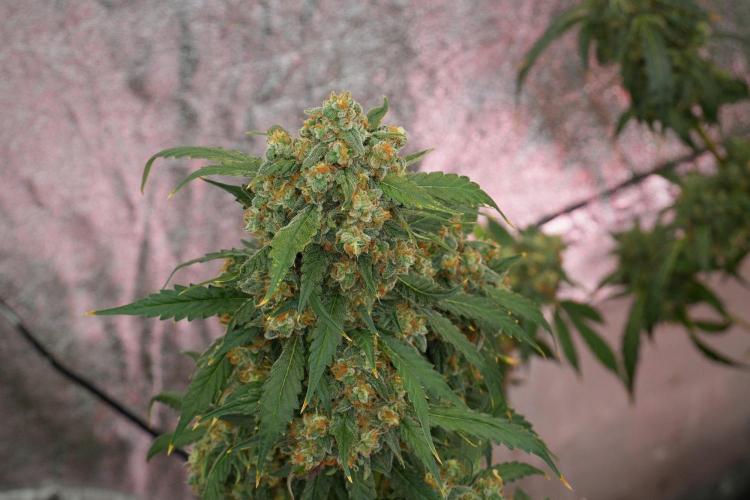 Purple Haze By Zamnesia Pheno A. Week 13 - Purple Haze Pheno A