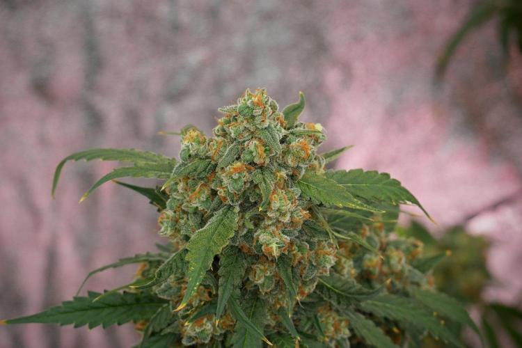 Purple Haze By Zamnesia Pheno A. Week 13 - Purple Haze Pheno A