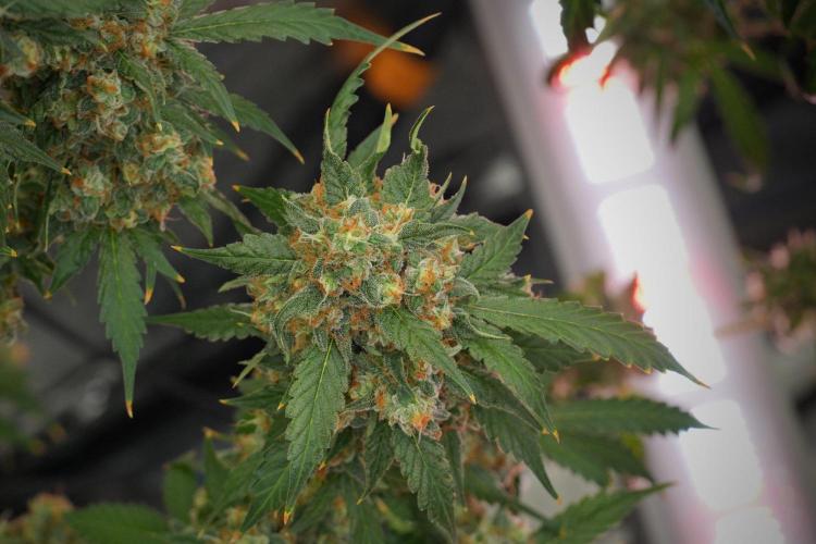 Purple Haze By Zamnesia Pheno A. Week 13 - Purple Haze Pheno A