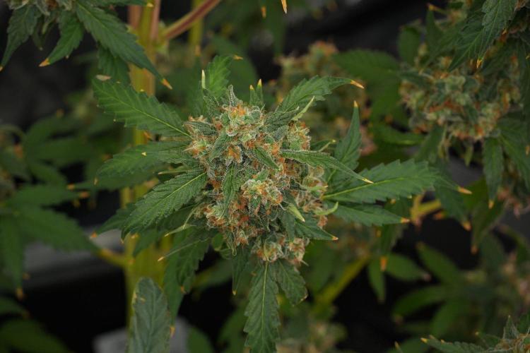 Purple Haze By Zamnesia Pheno A. Week 13 - Purple Haze Pheno A