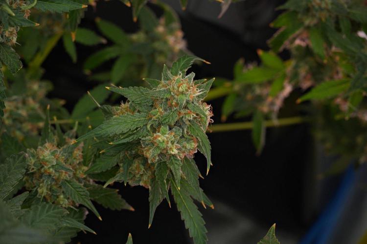 Purple Haze By Zamnesia Pheno A. Week 13 - Purple Haze Pheno A