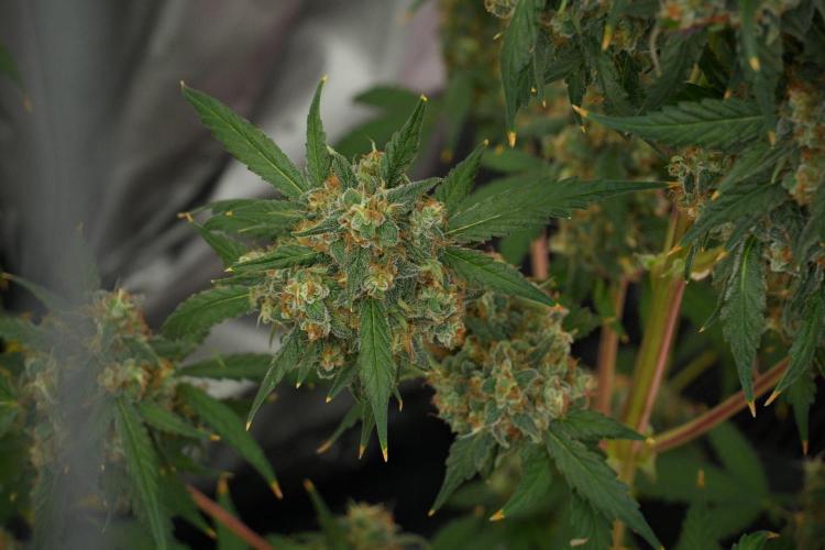 Purple Haze By Zamnesia Pheno A. Week 13 - Purple Haze Pheno A
