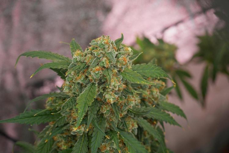 Purple Haze By Zamnesia Pheno A. Week 13 - Purple Haze Pheno A