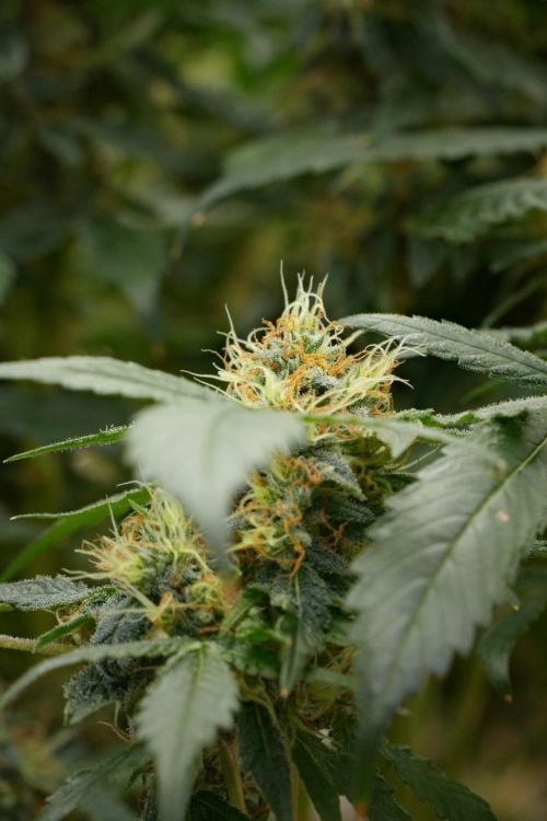 Pheno B Purple Haze By Zamnesia. Week 13 - Pheno B Purple Haze