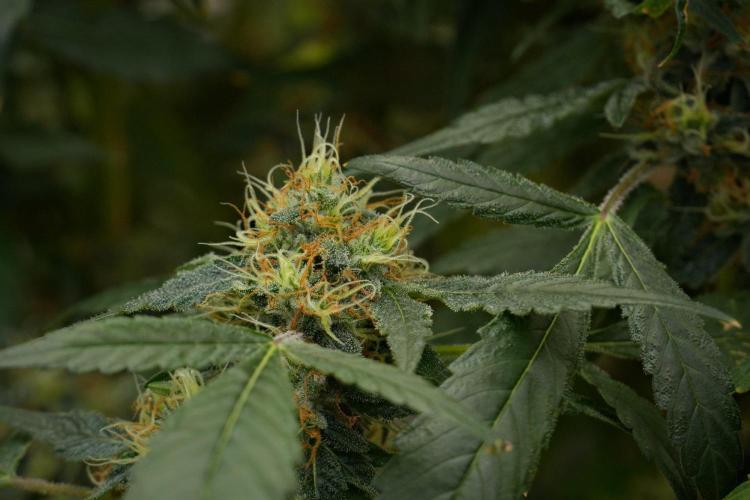 Pheno B Purple Haze By Zamnesia. Week 13 - Pheno B Purple Haze