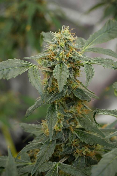 Pheno B Purple Haze By Zamnesia. Week 13 - Pheno B Purple Haze