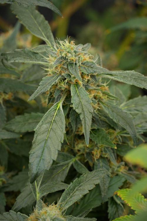 Pheno B Purple Haze By Zamnesia. Week 13 - Pheno B Purple Haze