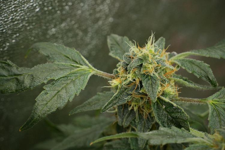 Pheno B Purple Haze By Zamnesia. Week 13 - Pheno B Purple Haze