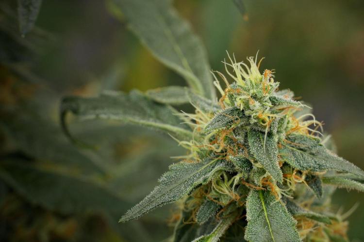 Pheno B Purple Haze By Zamnesia. Week 13 - Pheno B Purple Haze