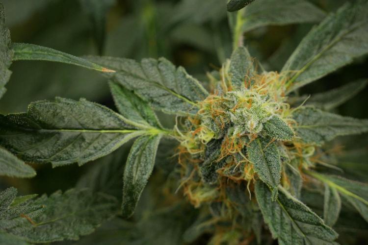 Pheno B Purple Haze By Zamnesia. Week 13 - Pheno B Purple Haze