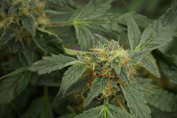 Pheno B Purple Haze By Zamnesia. Week 13 - Pheno B Purple Haze